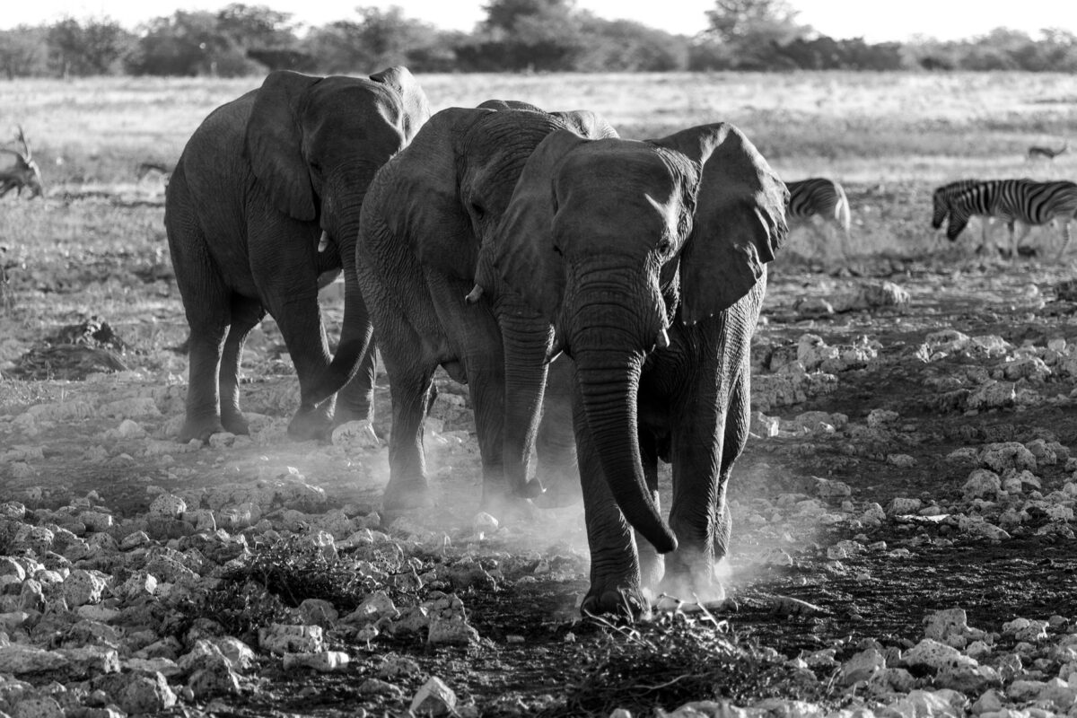 Wildlife Photographer of the Year 2026 : une éléphante en deuil sacrée image de l'année